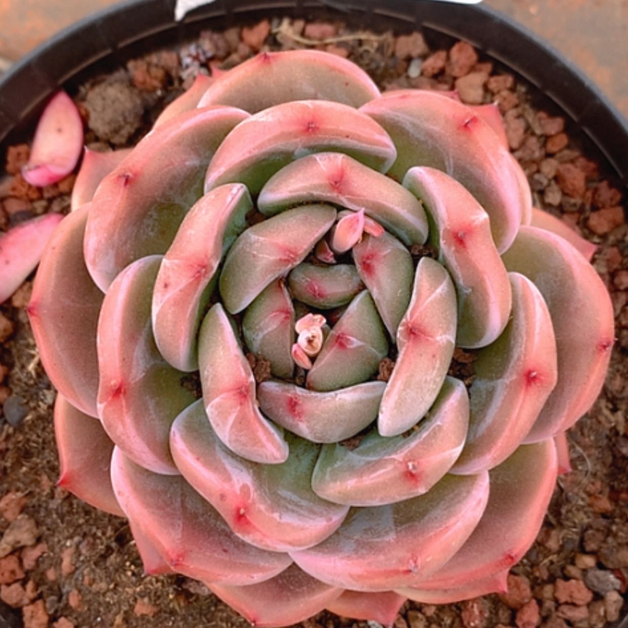 【闪购商品】云596号14公分