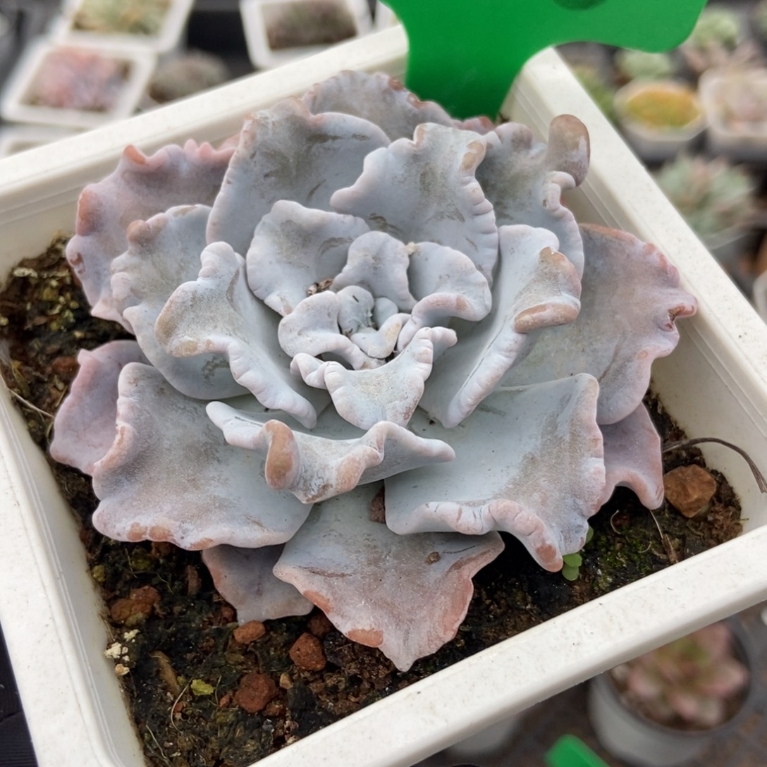 1648芭蕾舞者多肉植物