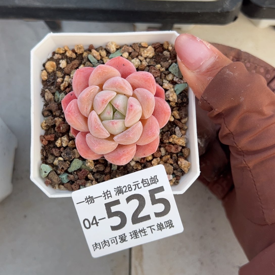 冰糕多肉多肉多肉