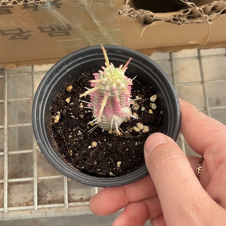 我也不知道我为什么要这样