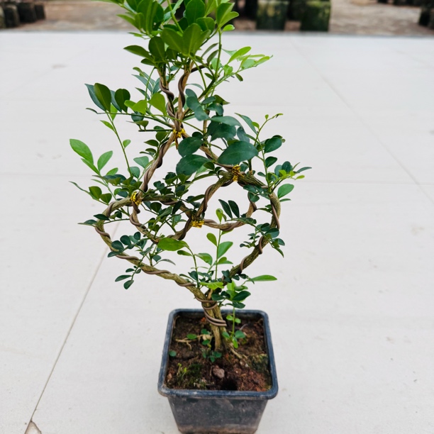 心心相印九里香 室内盆栽绿植