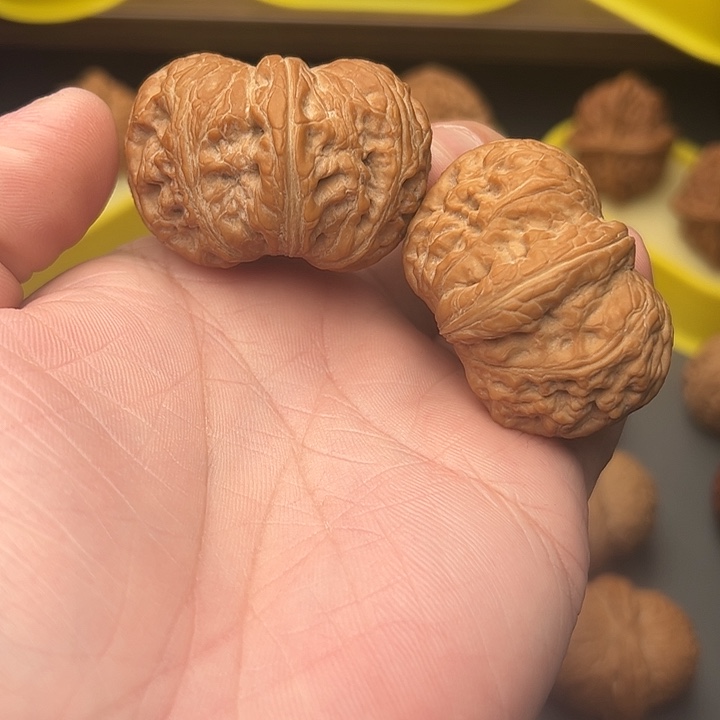 。***。45尺矮桩元宝不退不换