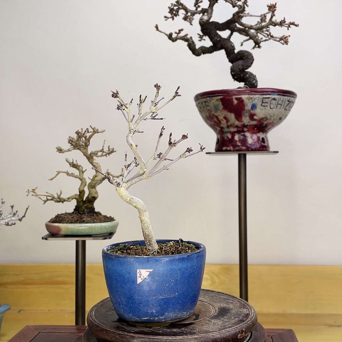 木本京之系红枫盆栽