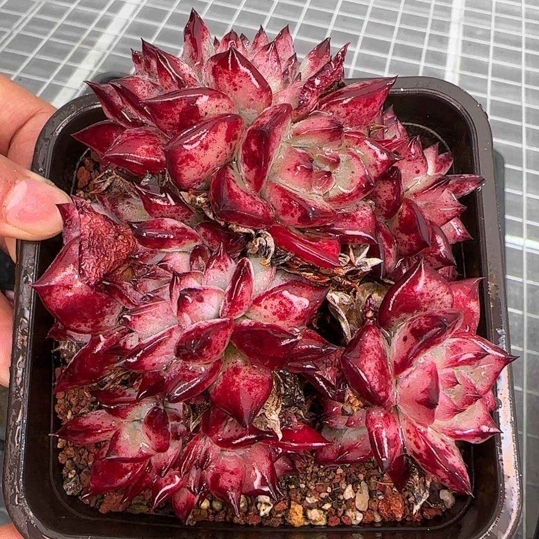 从前慢甄选多肉编号红拉糖缀