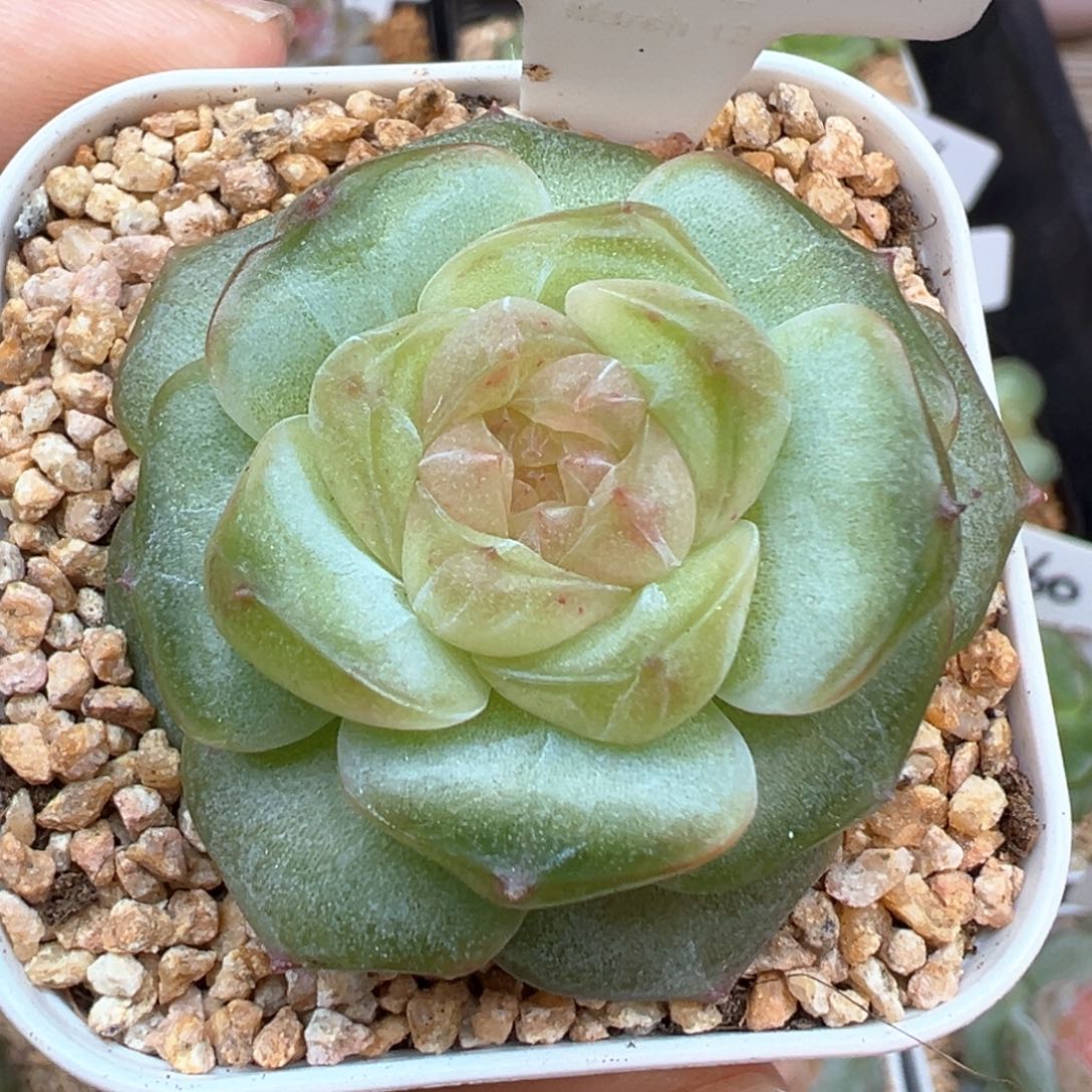 302号风花雪月系列新个体