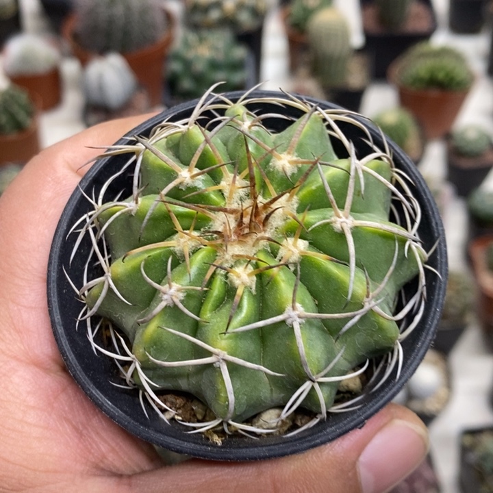 实生圆盘玉特价福利