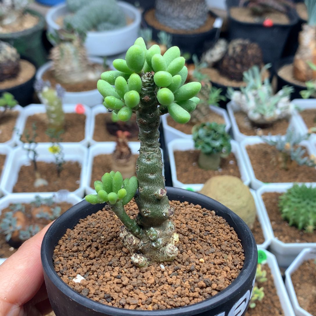 诱惑奇峰锦多肉脱土（不包叶子了）