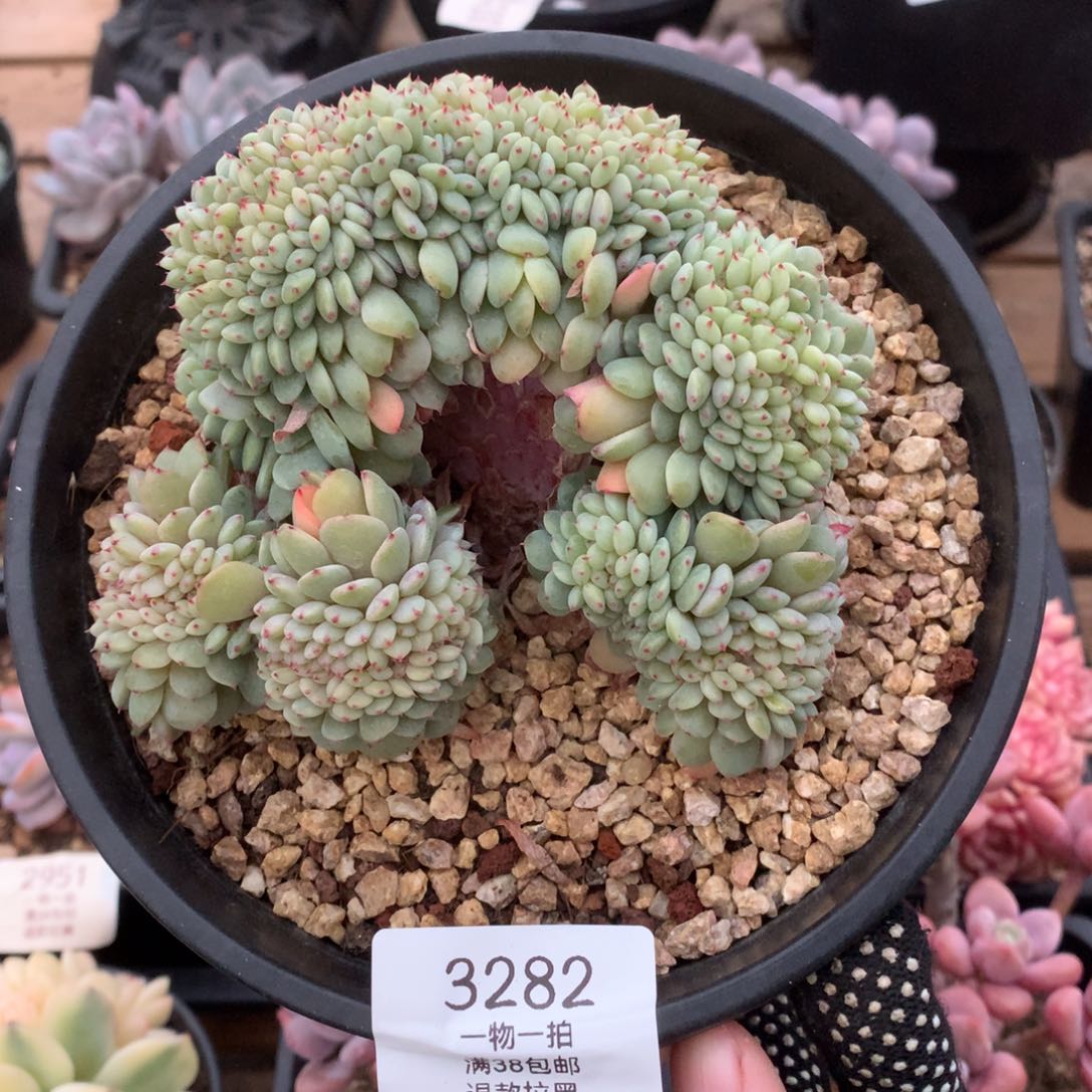 12厘米白胖子缀3282