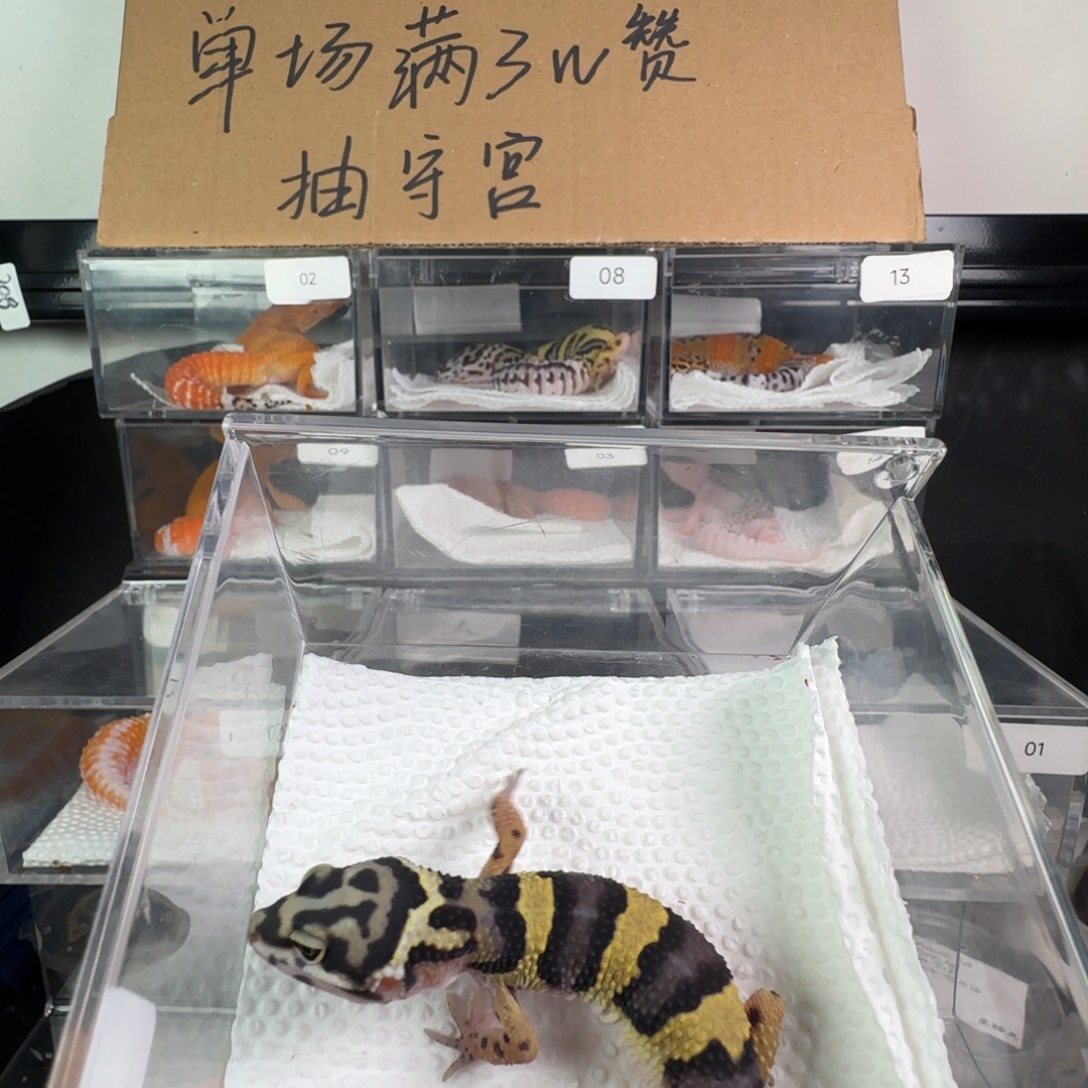 豹纹守宫土匪弟弟