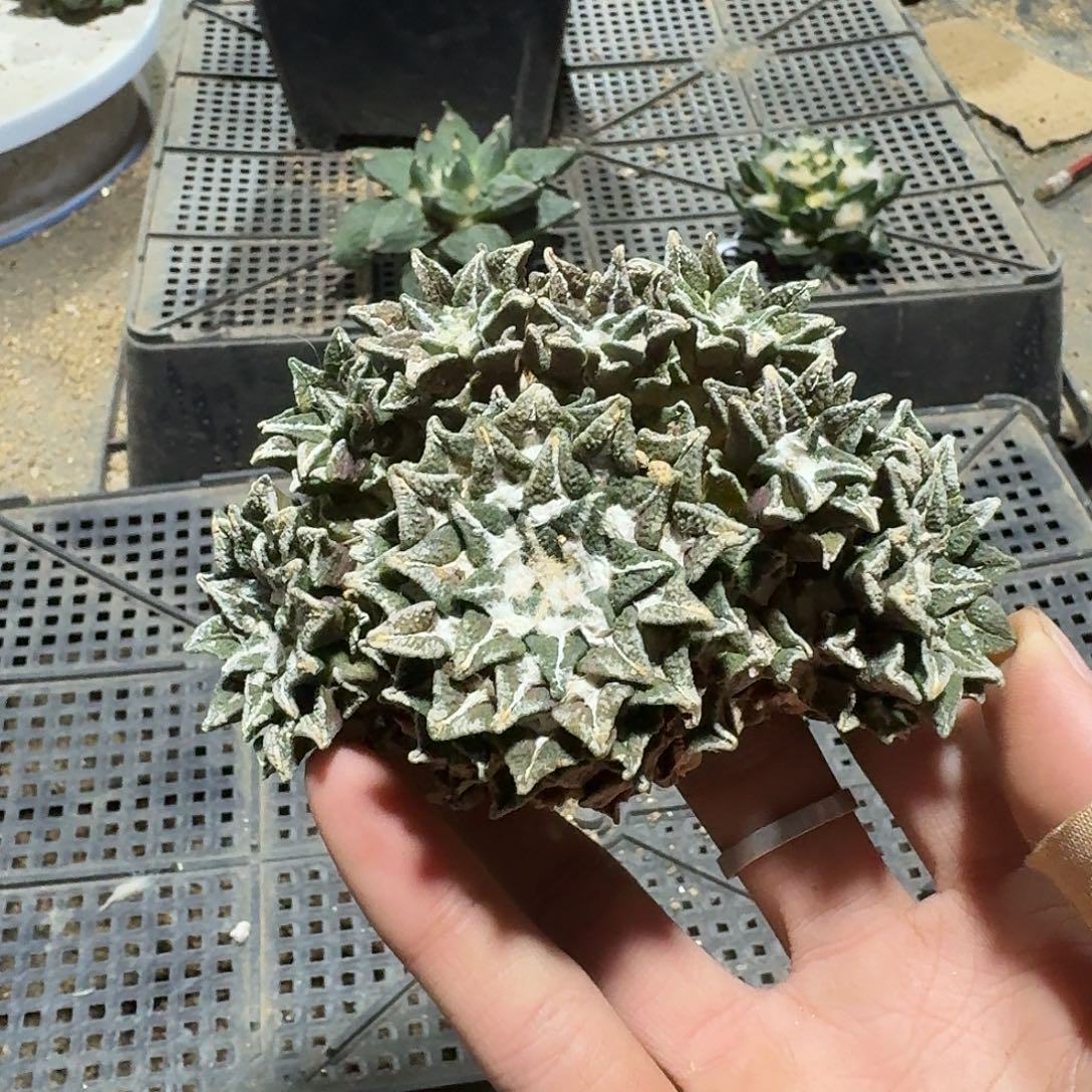 526号仙人球萝卜根