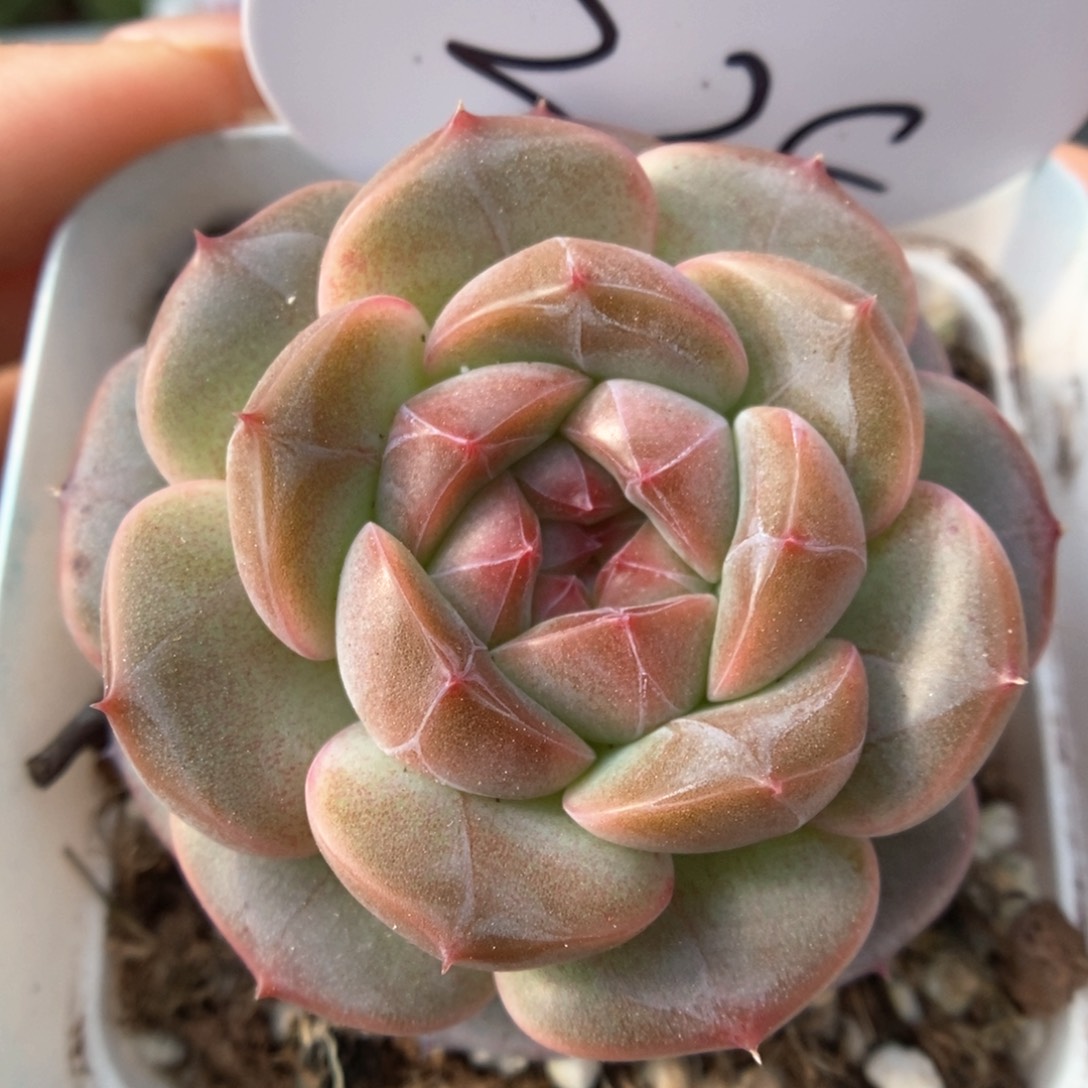 梦岚新品可拍328号。  