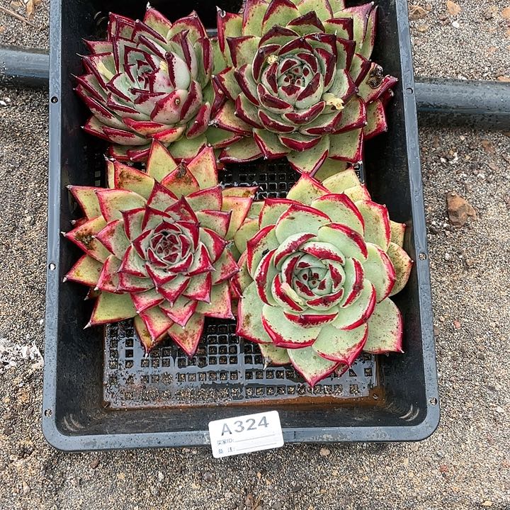 若如东云单拍A324