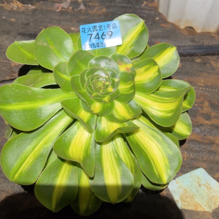 暴君7469多肉植物