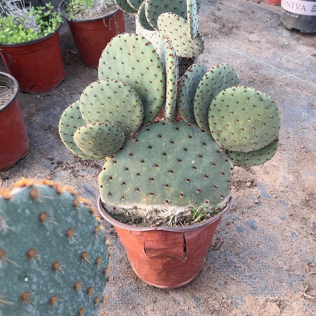 多肉植物红太谷群