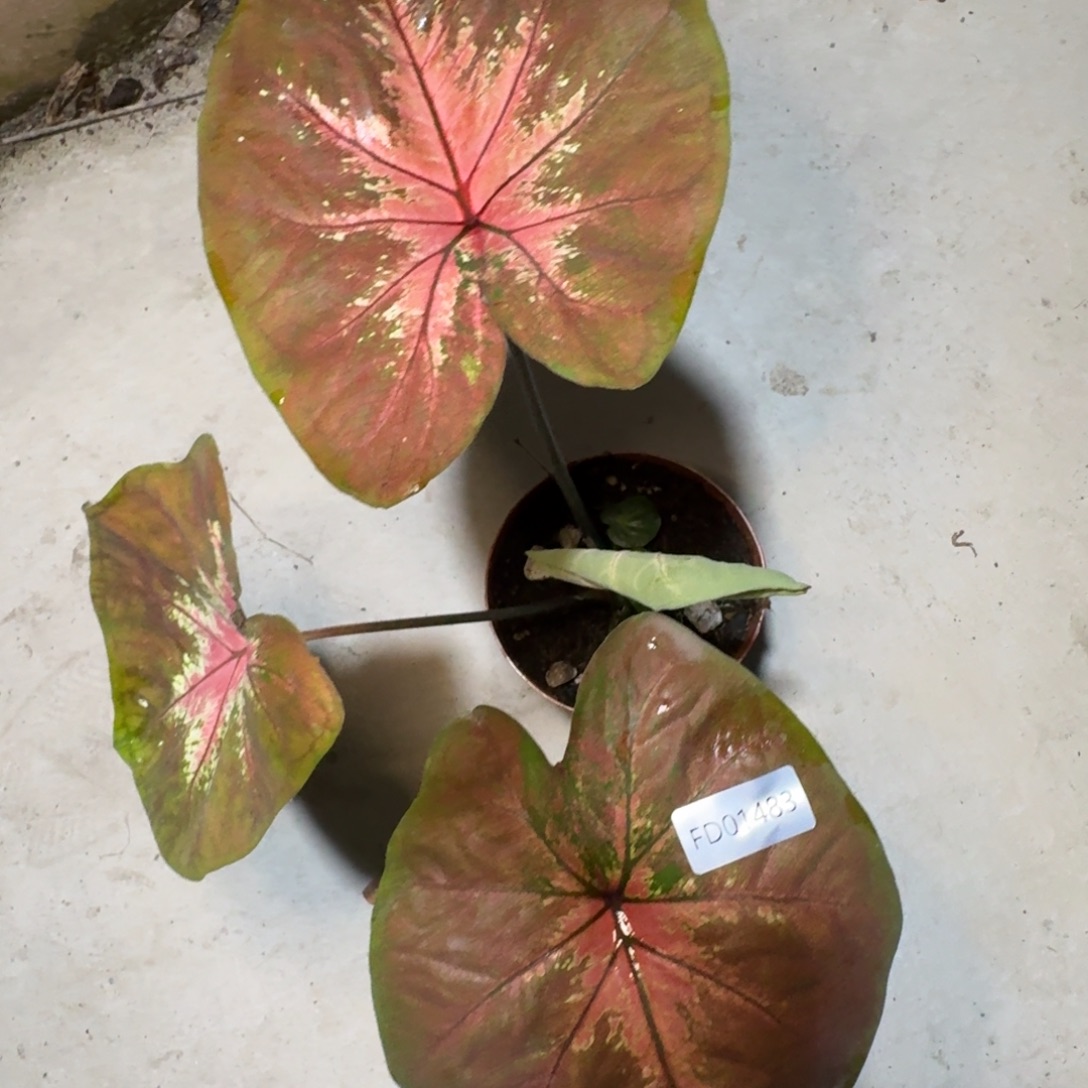 无花朵海王寄养01483