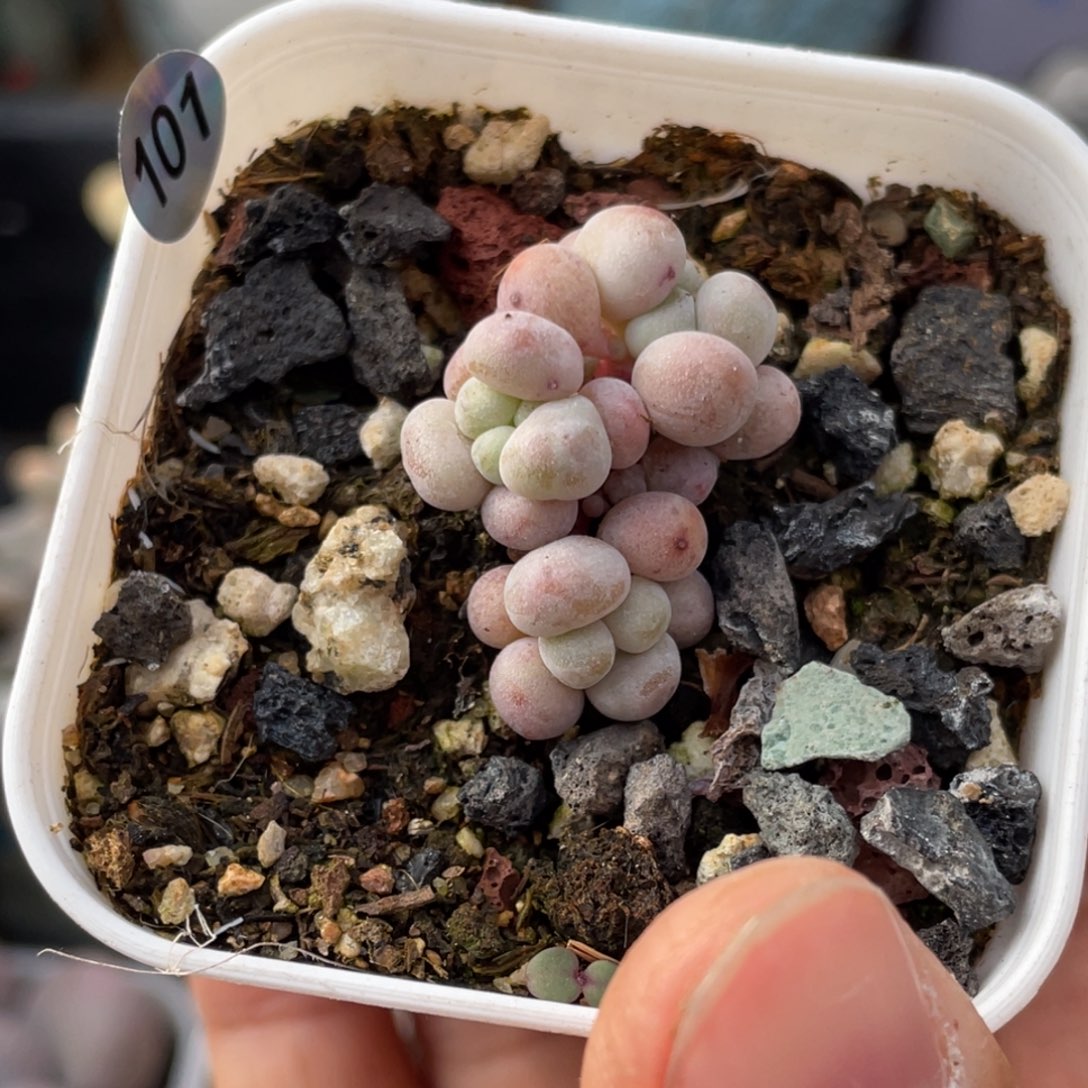 莓果奶酪多肉植物