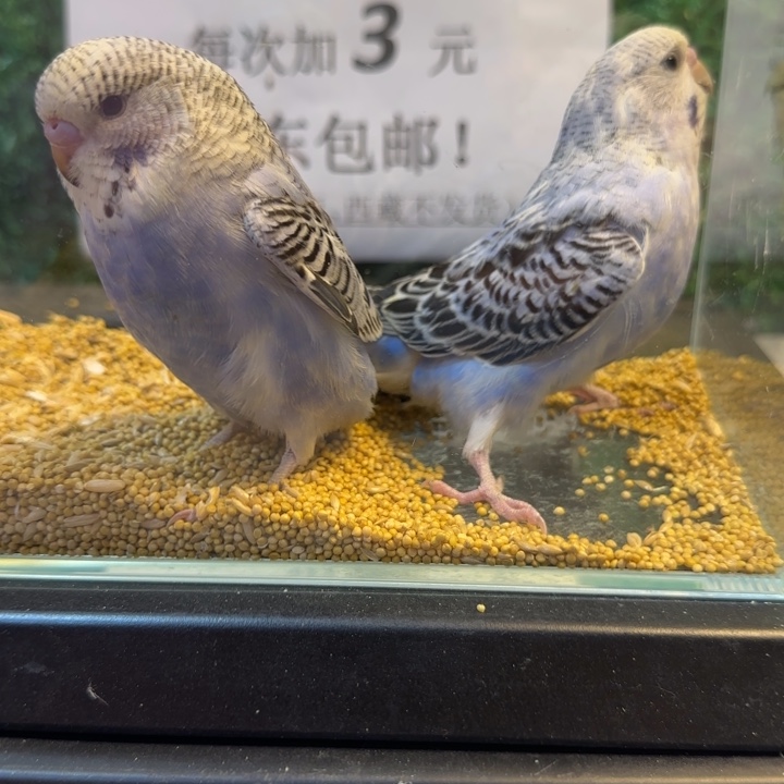 虎皮鹦鹉大头虎皮鹦鹉