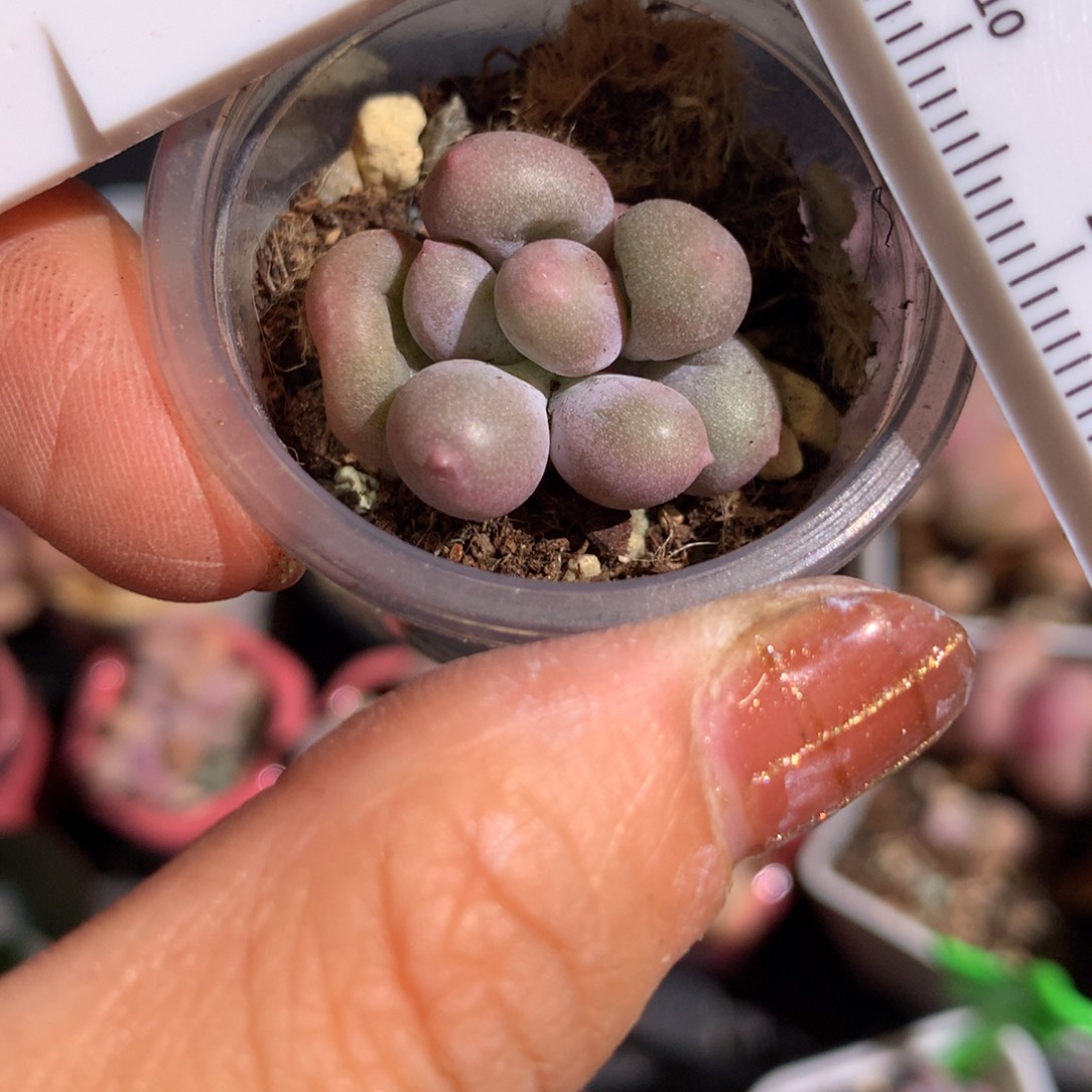 米可奶米可奶酪不满28发叶片到付