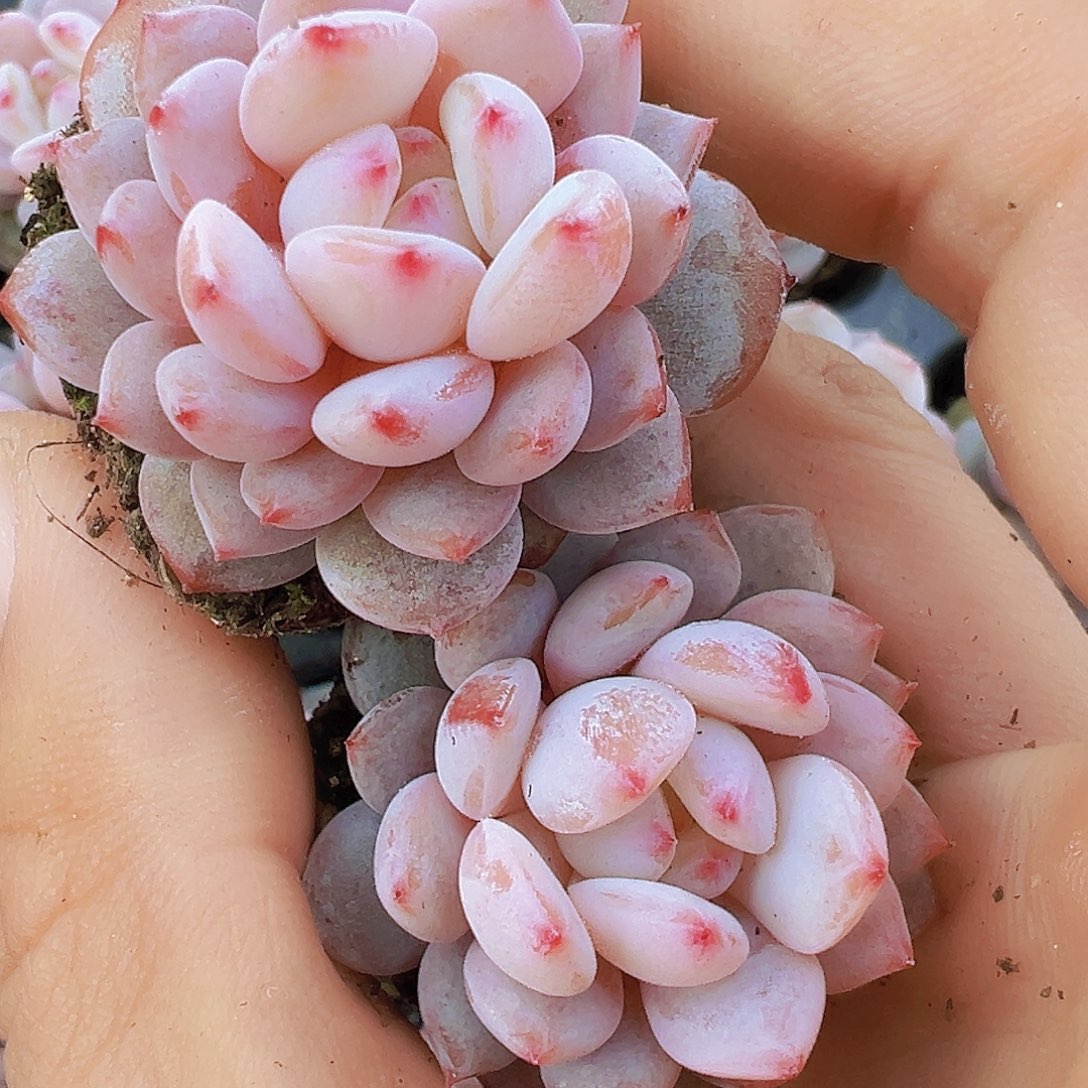 星影橙苗7颗19包邮