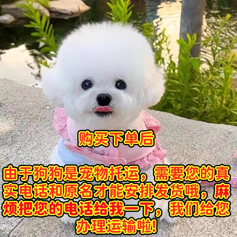 小型比熊宠物 衣服 NN