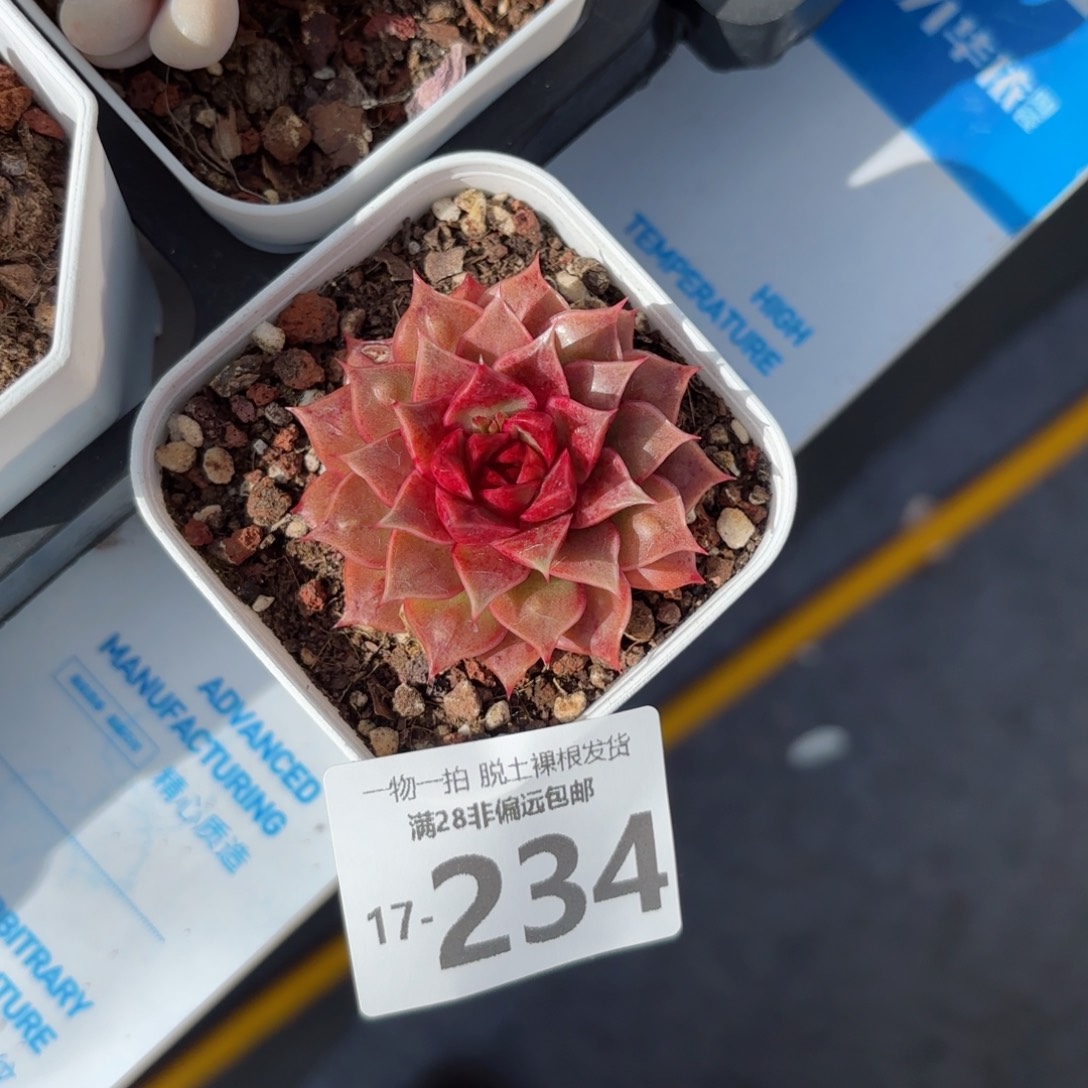 皮皮虾单头多肉多肉多肉