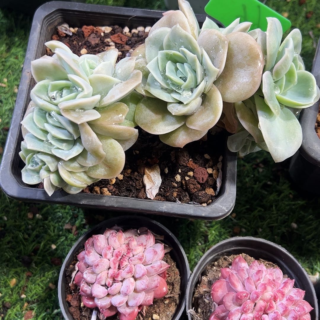 可爱玫瑰朵朵多肉植物