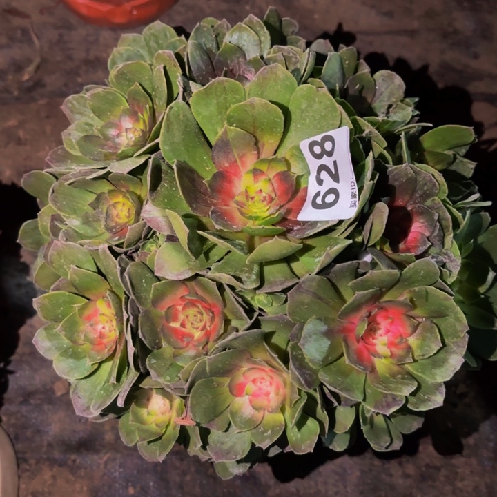 628花月夜科技锦多肉植物不售后