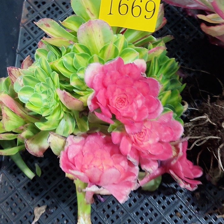 多肉植物知否1669