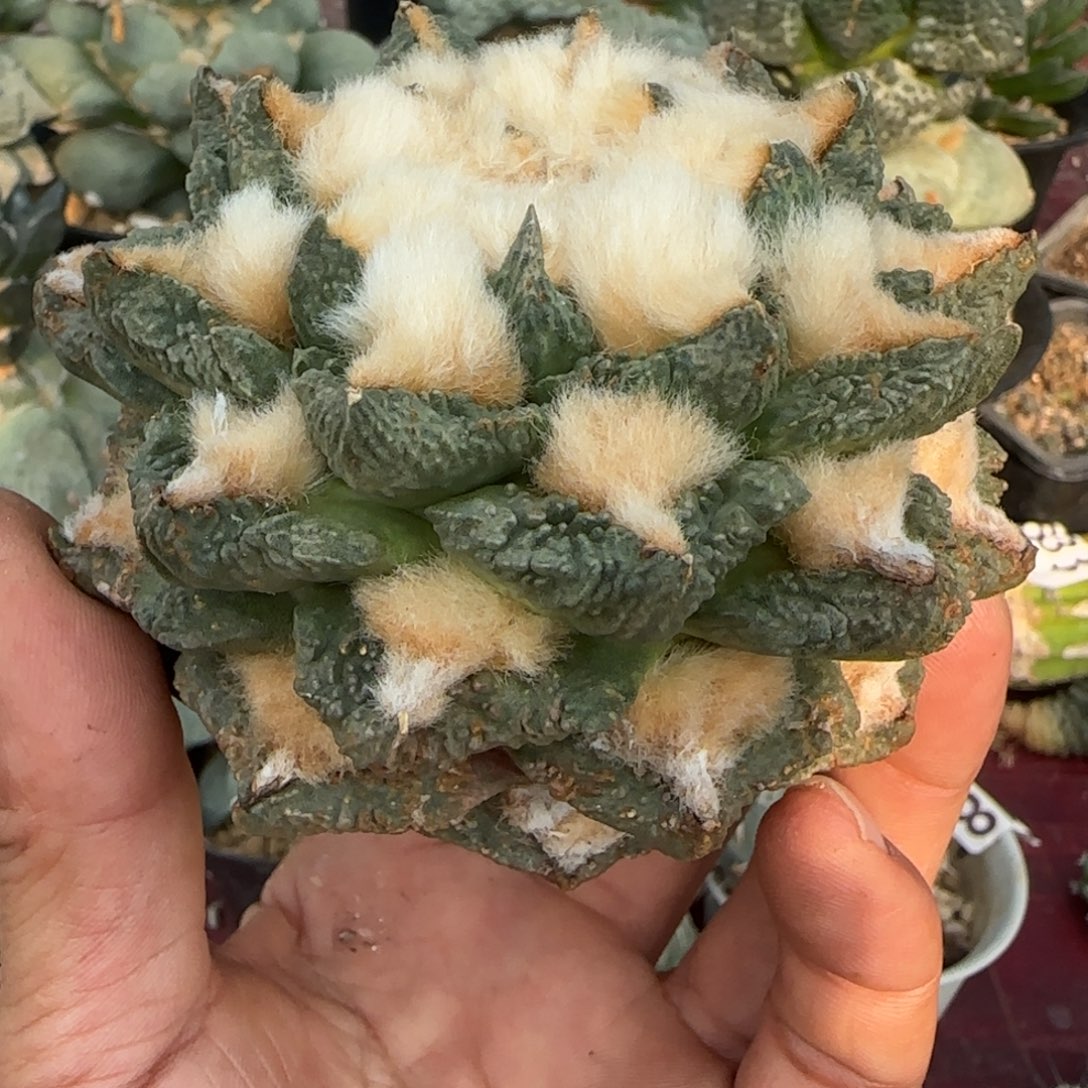 无花朵特勾鹰嘴10厘米无根