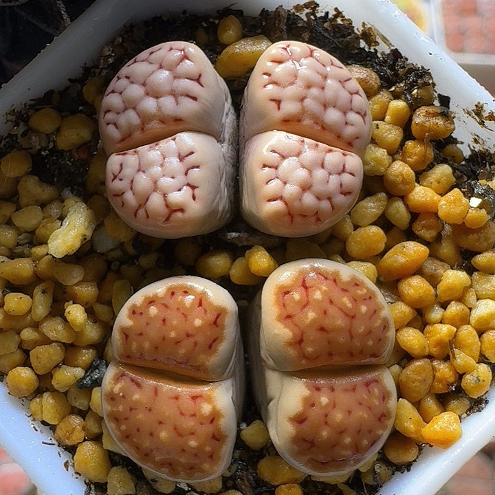 生石花1121222。 296