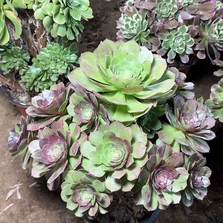 多肉植物花月夜20