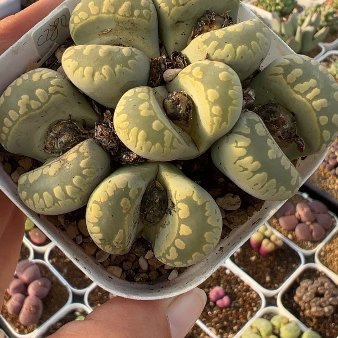152多肉植物种多肉植物