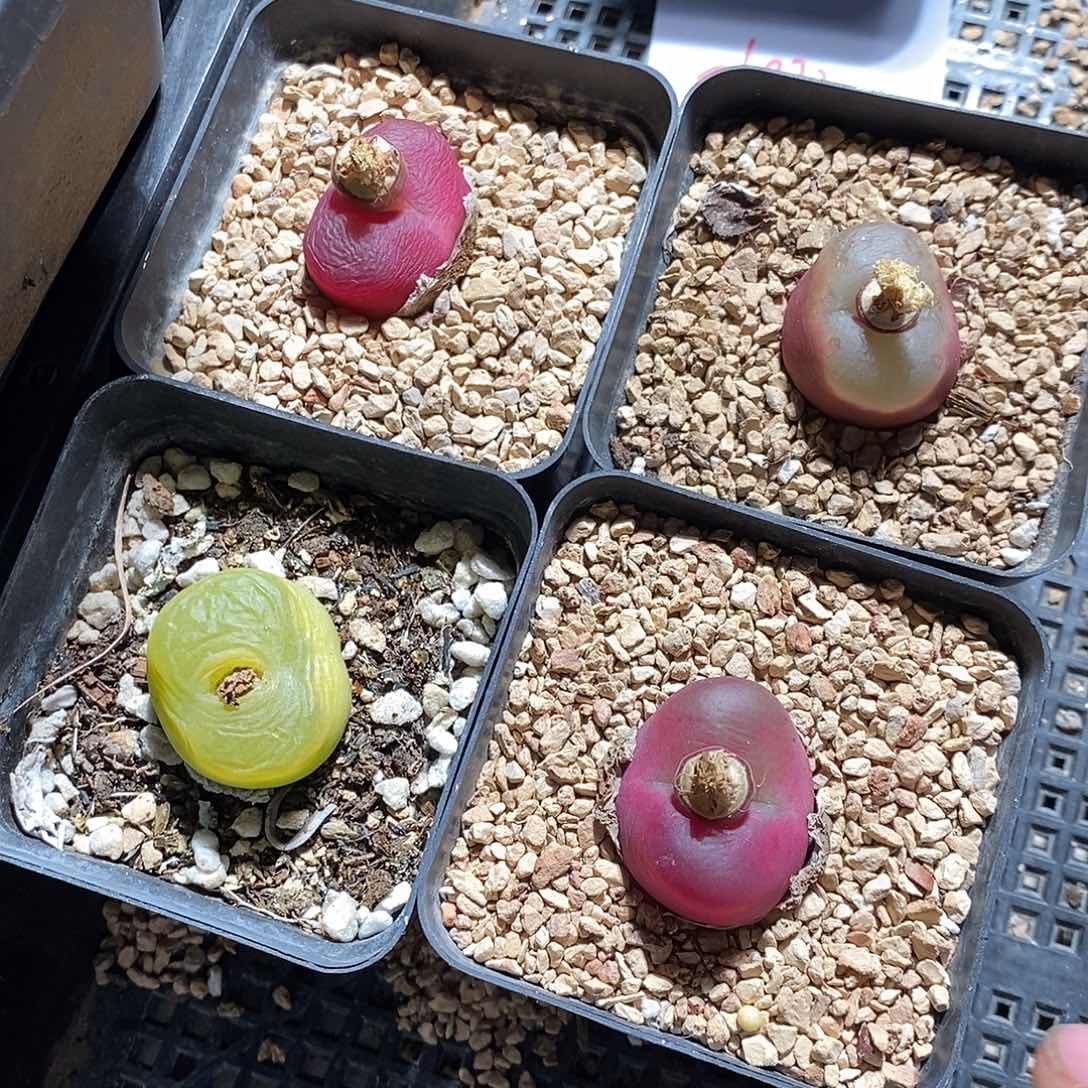 26332。  一组母本蟠桃带盆。 