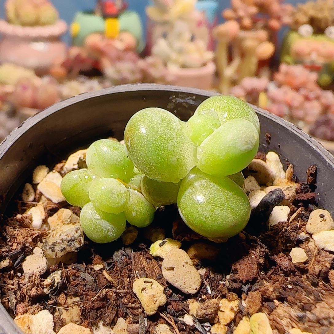 大***耳T萤火奶盆口2.5cm