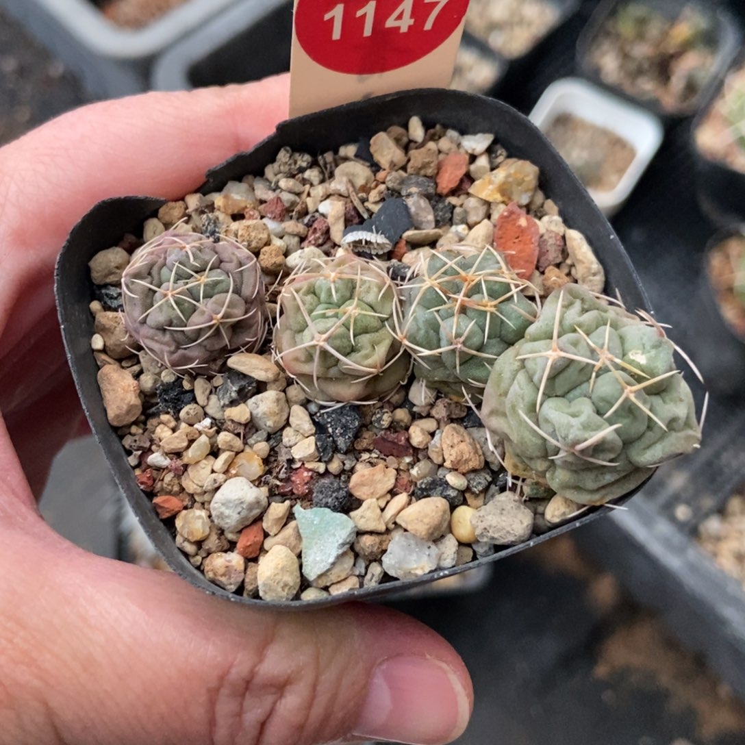 四颗白肌天晃打包