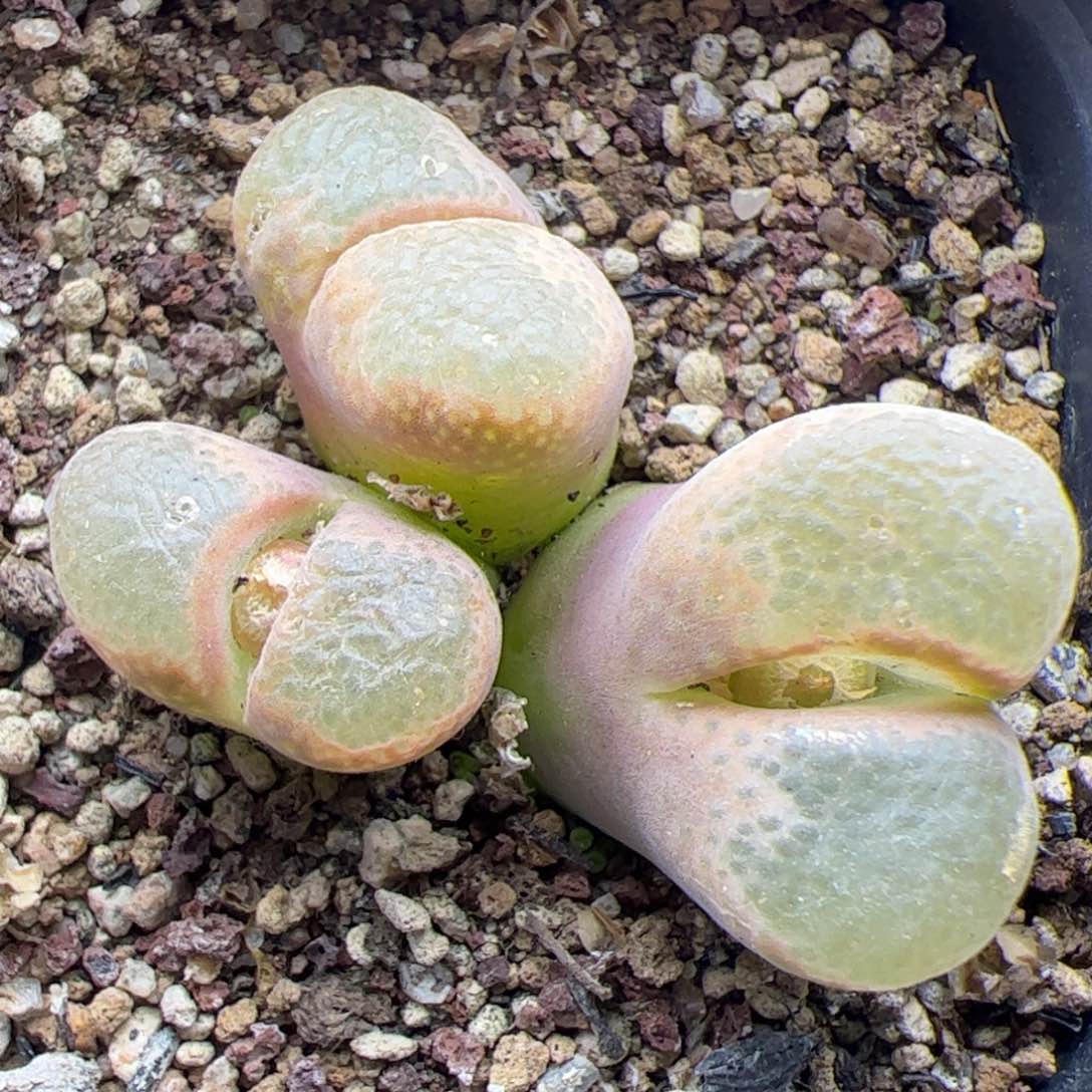 大家过年好22521