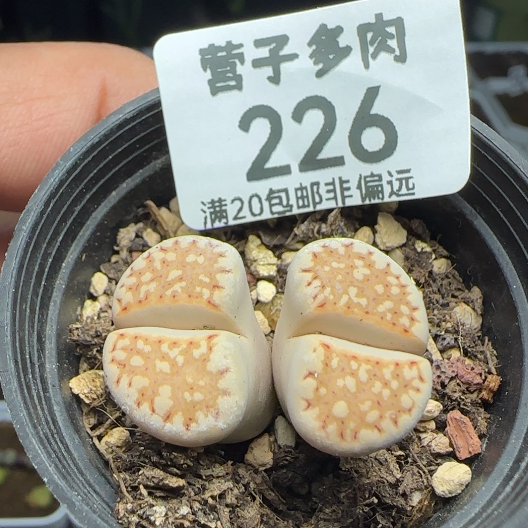 带盆土。               