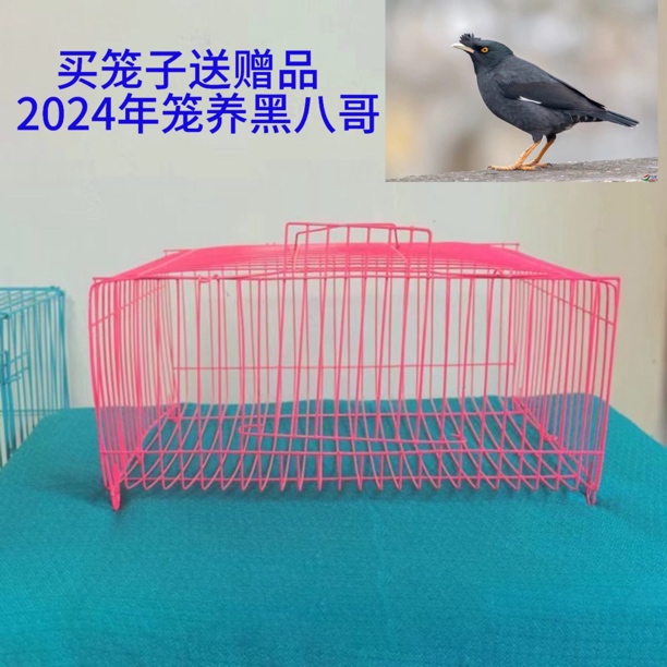 2024年黑八哥运输笼（1只）