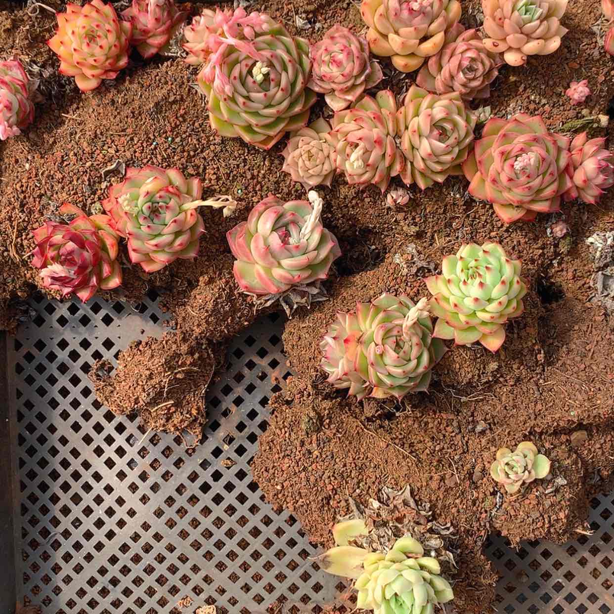 【闪购商品】云2292