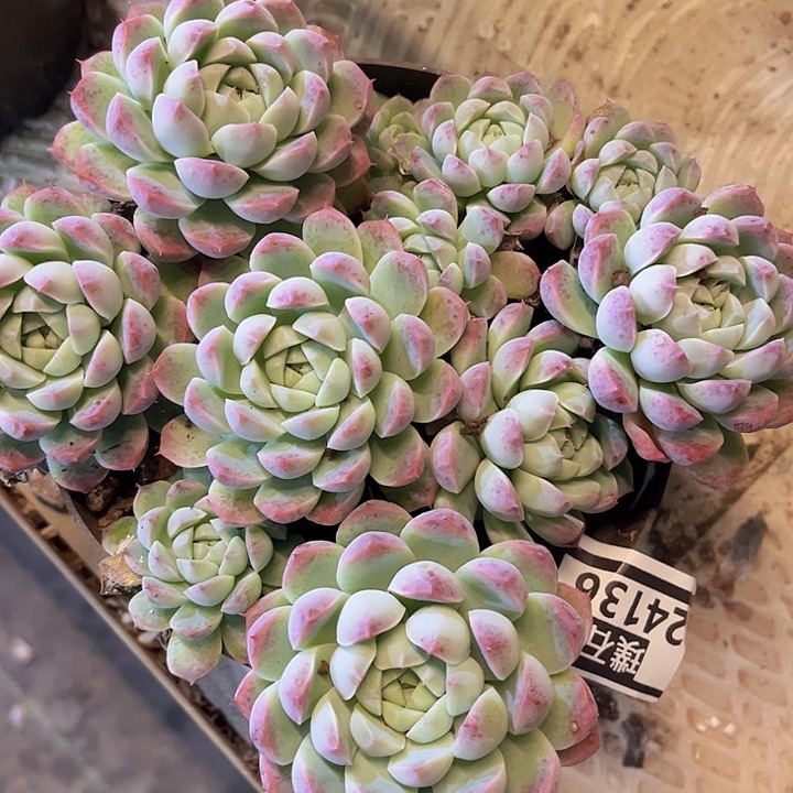 月影杂24136多肉植物