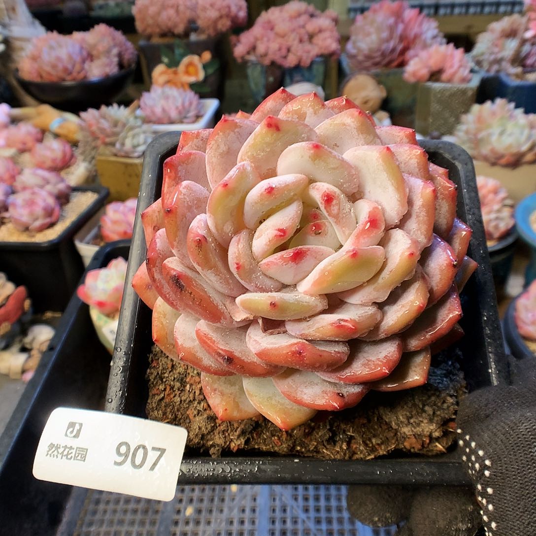 907玫瑰梦露多肉植物66666