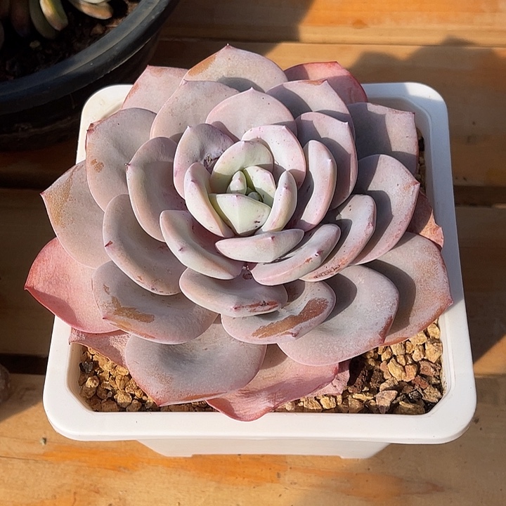 秋可园艺 老桩大奶茶 14cm盆