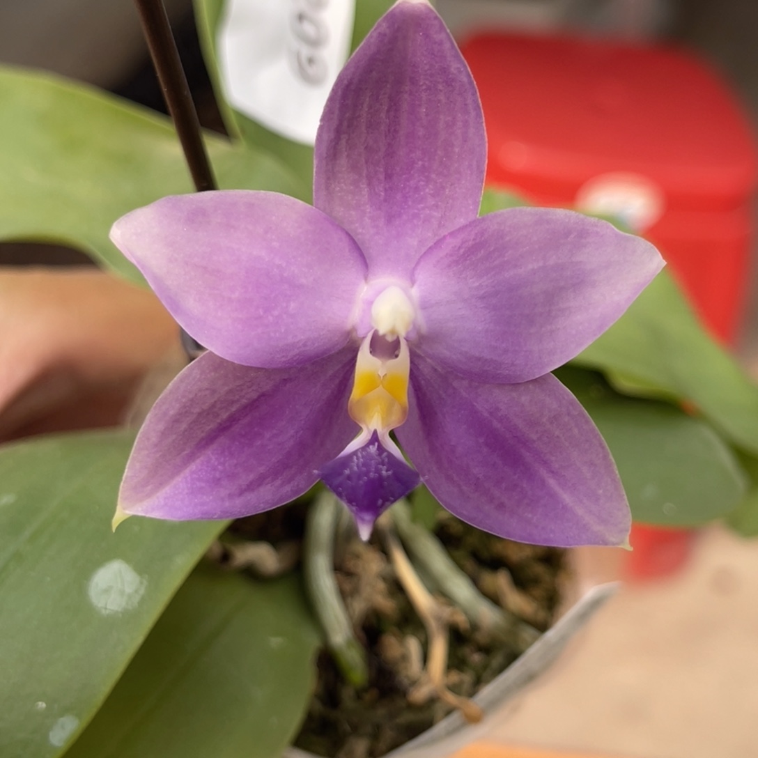 完全开放SWR22MC-209