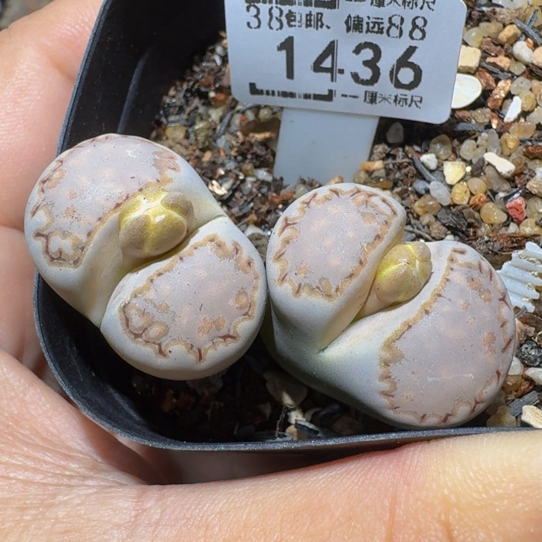 zzzz生石花肉锥1436