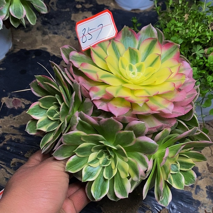 粉体海仙老桩捧花857好