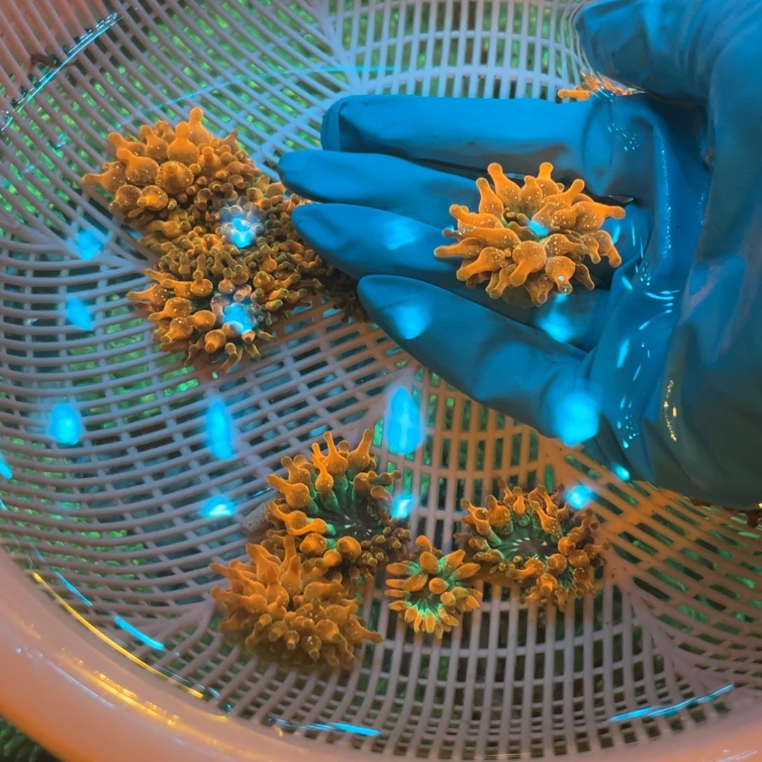 牧***仔奶嘴海葵红奶11111