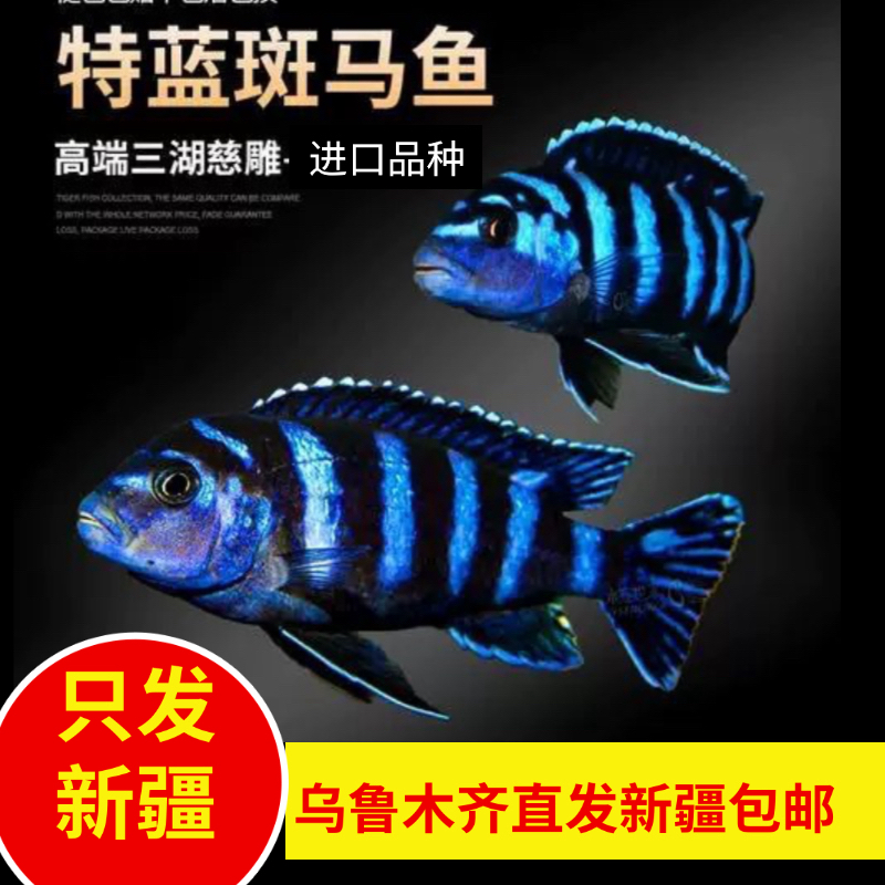 新疆鱼乐圈观赏鱼包邮进口三湖慈好养易活特蓝斑马
