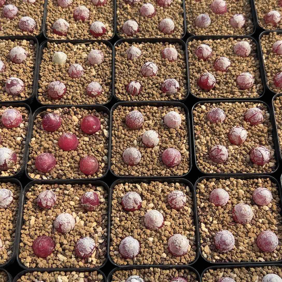 0000量拍小灯泡12颗尺寸1.0上下脱土发