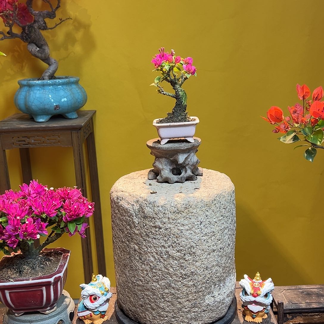 大量花朵（建议范围：8朵-15朵 或40%以上）