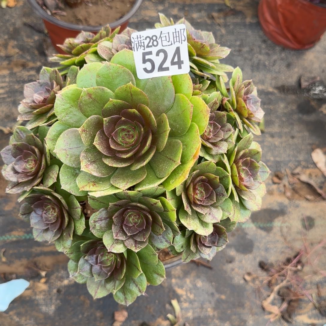 万拉丝多肉524满28包邮断枝不包